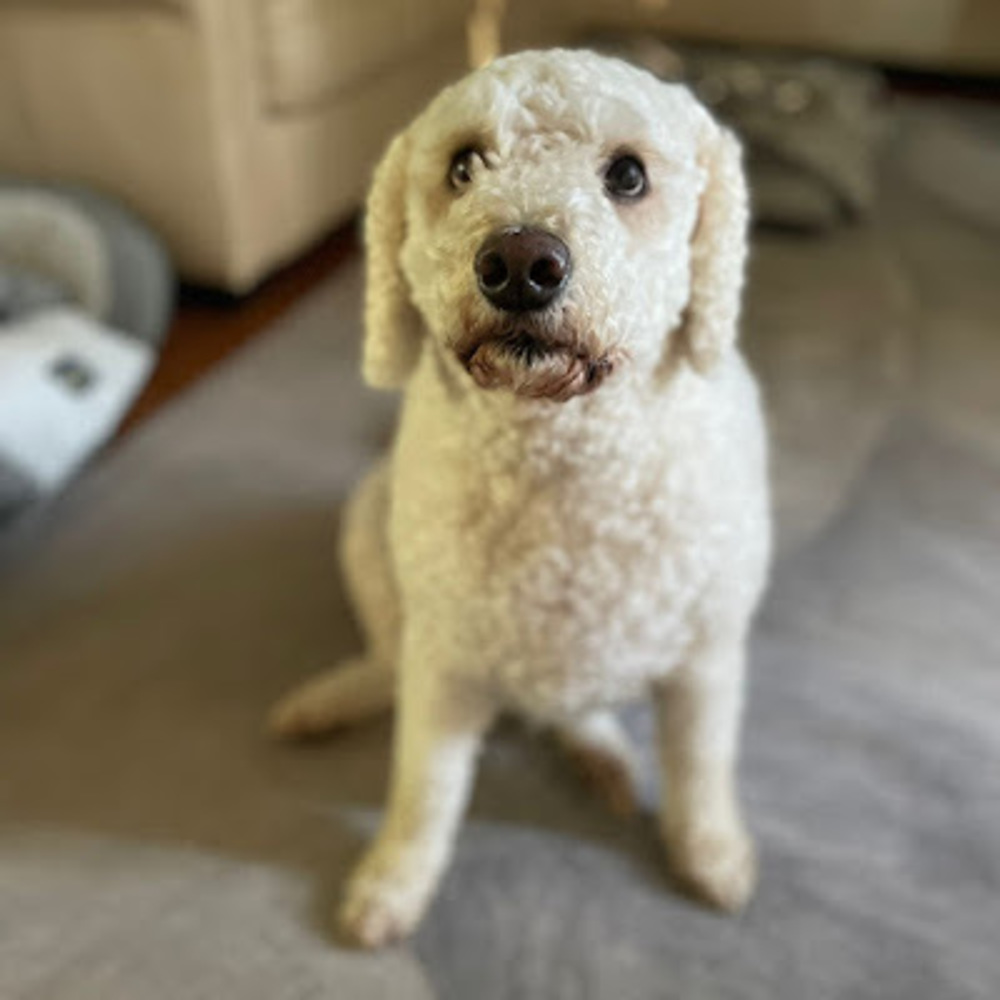 Meet your Posher, Sophie